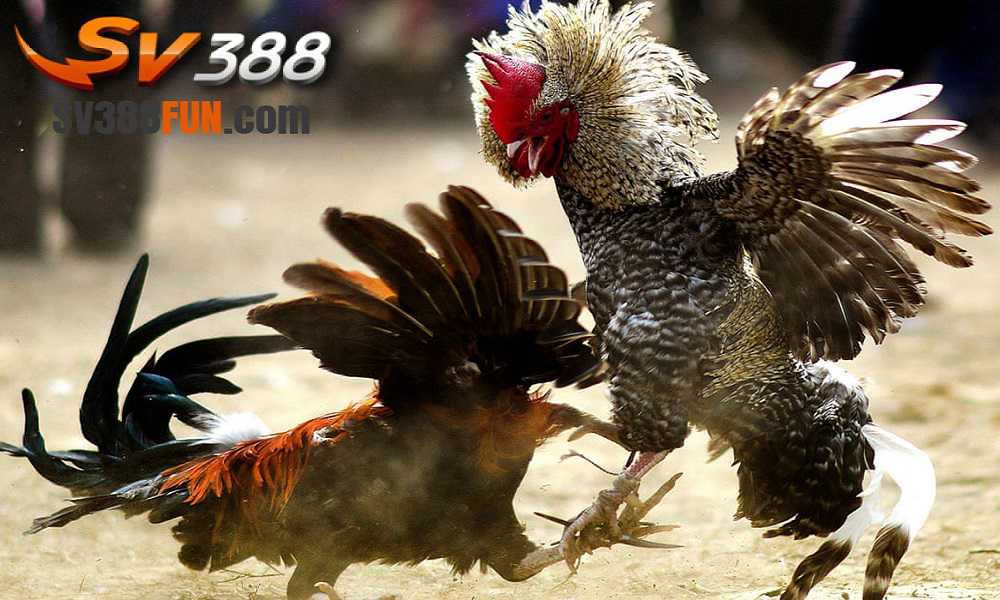 Nhacai88 net