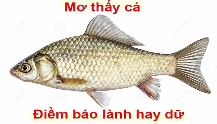 S666 me