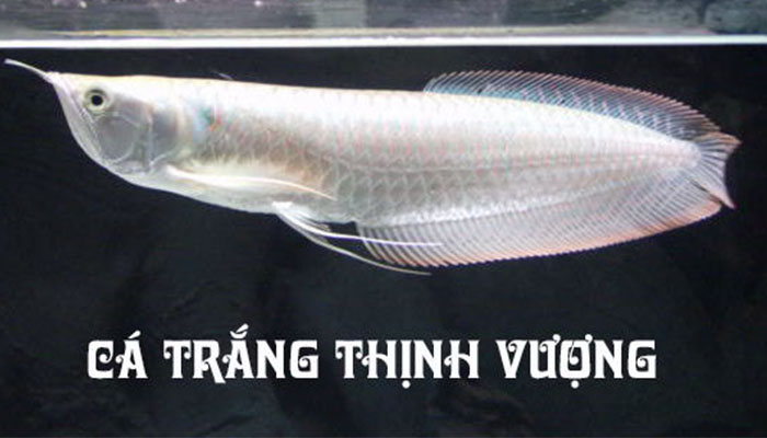 Cuoc hon nhan hoan hao tap 1
