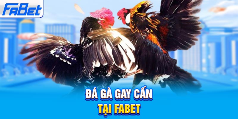 K+1 trực tiếp bóng đá
