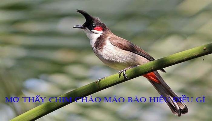 Bach thu đe hom nay ra con gi