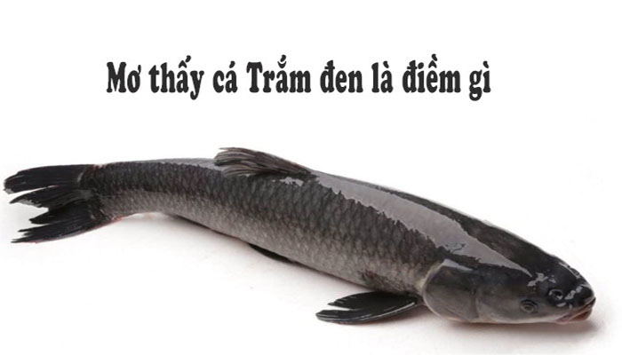 Trực tiếp đá gà thomo 999